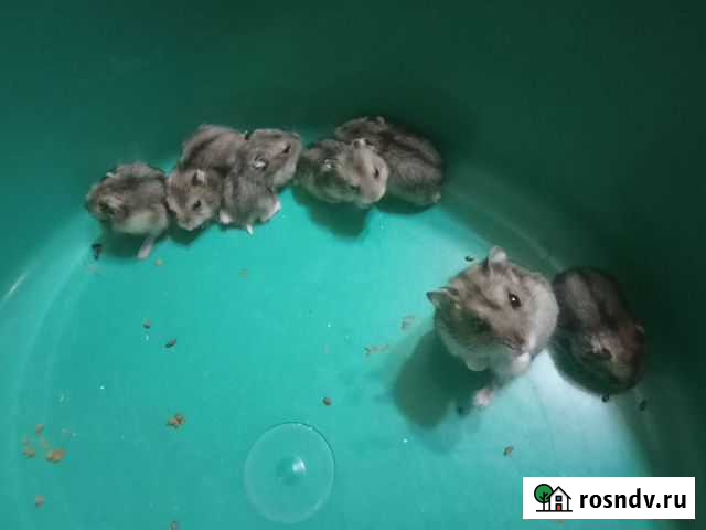 Джунгарские хомячки Котово - изображение 1