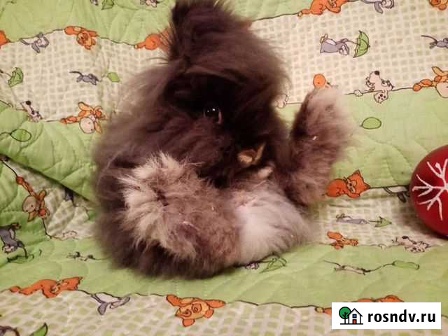 Кролик minor декоративный 2 мес Владимир - изображение 1