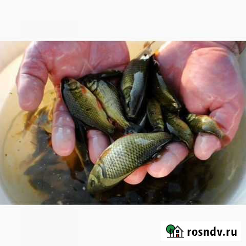 Рыба на зарыбление прудов Короча - изображение 1