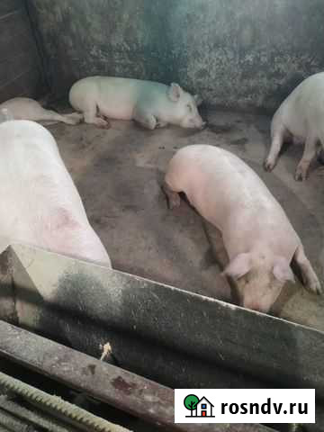 Продам мясо - свинину,баранину Вадинск - изображение 1