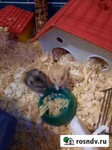 Джунгарский хомяк Томск - изображение 1