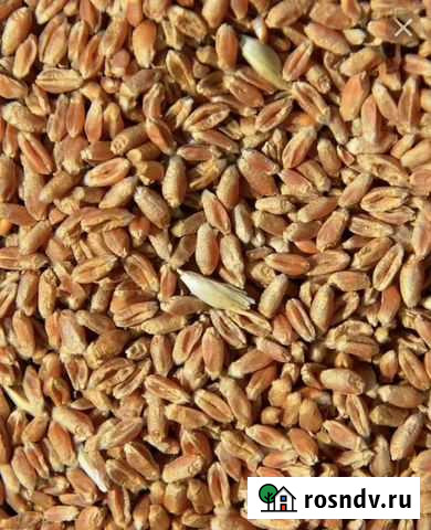 Пшеница Кунгур - изображение 1