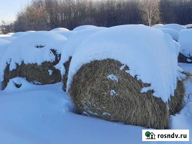 Сено солома в тюках Тюмень - изображение 1