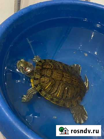 Красноухая черепаха Москва - изображение 1