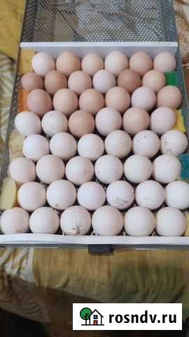 Цыплята Балашиха - изображение 1