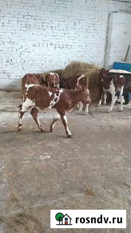 Быки плем.на о откорм Волово - изображение 1