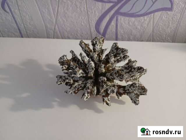 Коралл Хабаровск - изображение 1