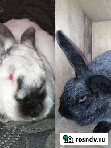 Крол Новокузнецк - изображение 1