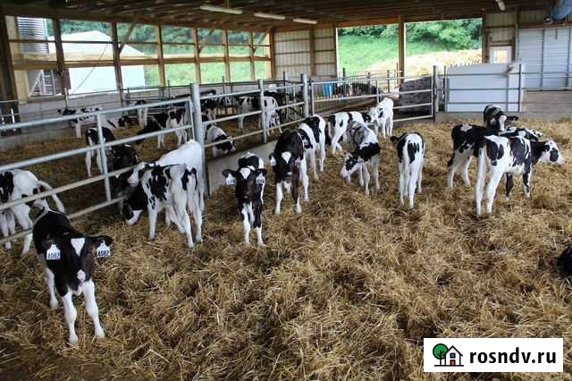 Упитанные бычки телочки на откорм Нефтекамск - изображение 1