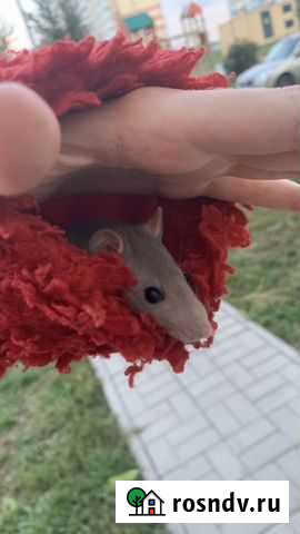 Крысы сиам и дамбо Ростов-на-Дону - изображение 1