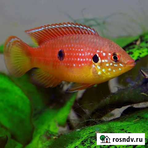 Обмен Хромес Красавец Казань - изображение 1