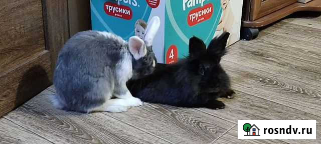 Декоративные кролики Ангарск - изображение 1