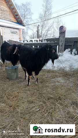 Козы зааненская,козлик, козлята Линда - изображение 1