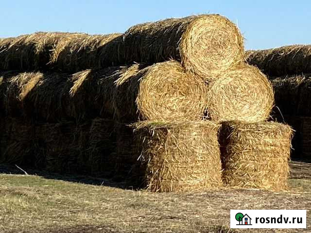 Сено в тюках Зональное - изображение 1