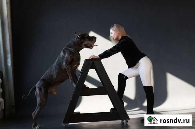 Предлагаю немецкого мраморного дога для фотосессий Братск - изображение 1