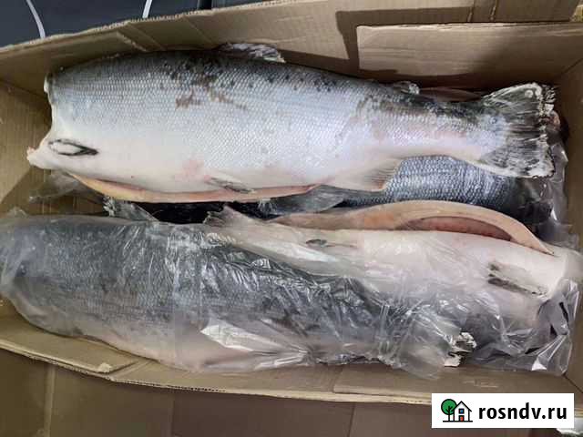 Кижуч свежемороженный Елизово - изображение 1