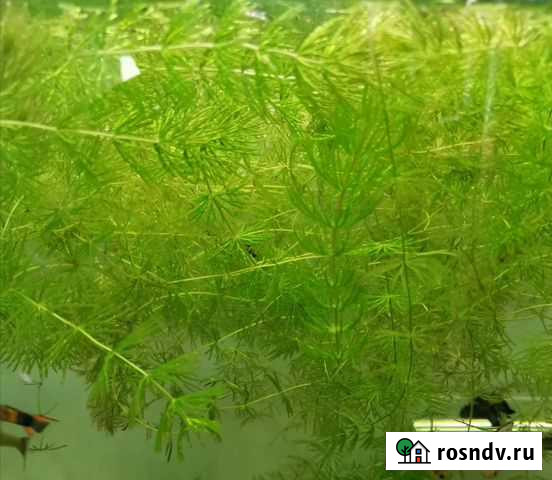 Аквариумное растение. Роголистник Новокузнецк - изображение 1