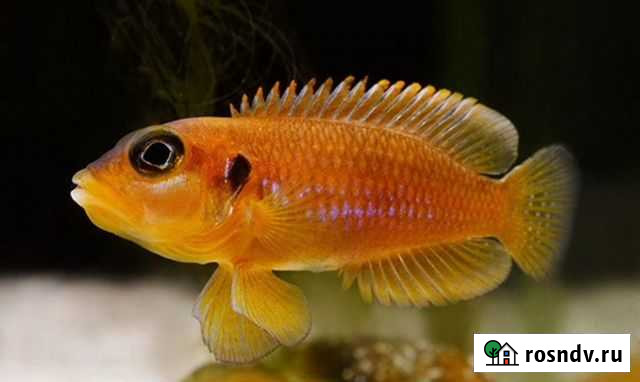 Рыба Оцеллатус Новосибирск - изображение 1