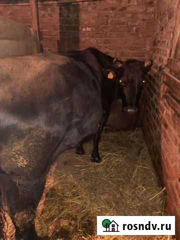 Коровы дойные молочные Веселый - изображение 1