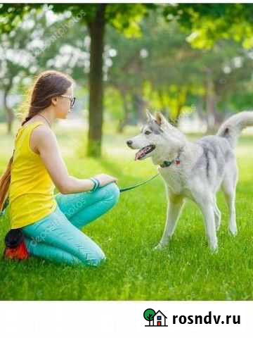 Выгул собак Саратов - изображение 1