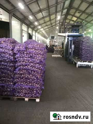 Картофель Оптом Смоленск - изображение 1