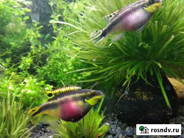Аквариумные рыбки Пульвикохромис Пульхера,попугайч Санкт-Петербург - изображение 1