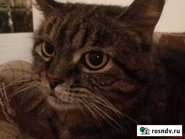 Личный водитель Смоленск - изображение 1