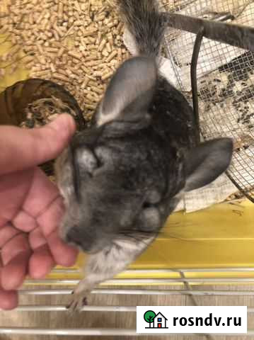 Шиншилла Норильск - изображение 1