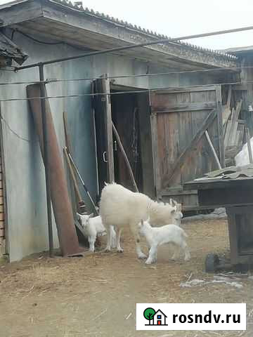 Коза молочная дойная Пенза - изображение 1