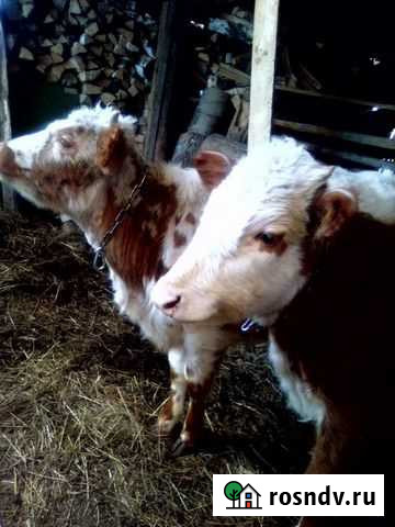 Тёлок Коров +Сено Зерно Обмен Ачинск - изображение 1