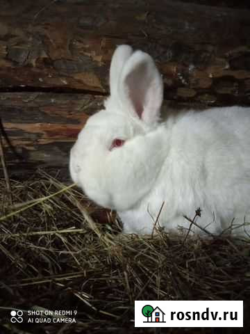 Новозеландский кролик Кипень - изображение 1