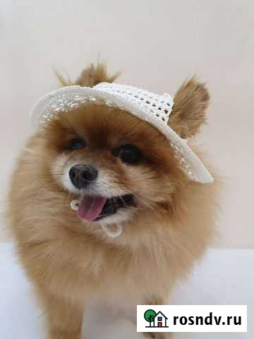 Шляпка для собак Самара - изображение 1