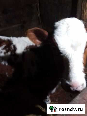 Тёлка Петропавловская - изображение 1