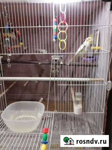 Продам клетку Норильск - изображение 1