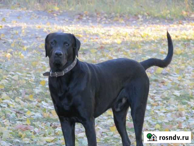 Лабрадор для вязки Воронеж - изображение 1