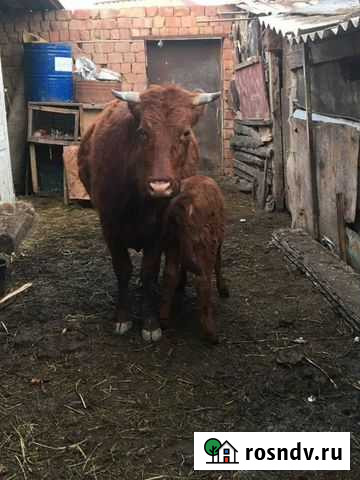 Корова с теленком Каспийск - изображение 1