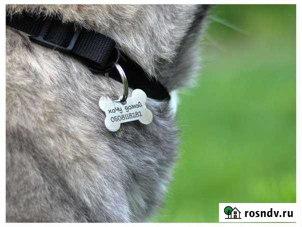 Адресник(жетон) для домашних питомцев Череповец - изображение 1