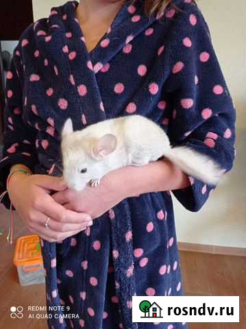Шиншилла белорозовый мальчик Екатеринбург - изображение 1