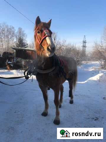 Лошади Новосибирск - изображение 1