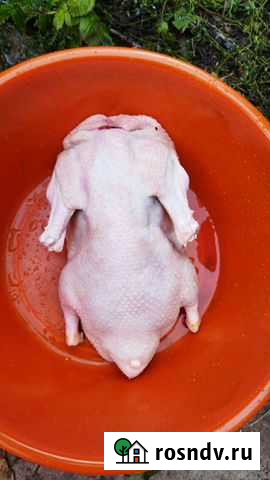 Мясо утки мулард Лениногорск - изображение 1