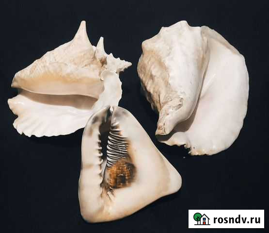 Ракушка раковина морская большая Санкт-Петербург - изображение 1