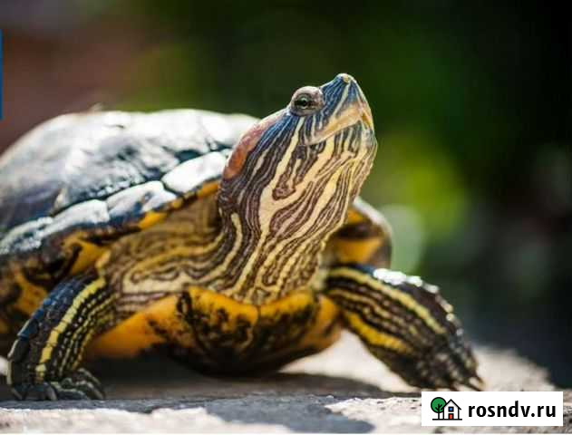 Красноухая черепаха бесплатно Екатеринбург - изображение 1