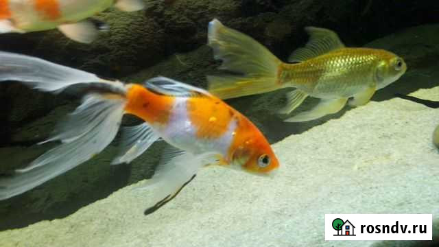 Рыба кометы Челябинск - изображение 1