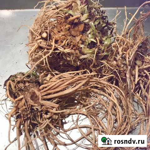 Валерианы корень Благовещенск - изображение 1