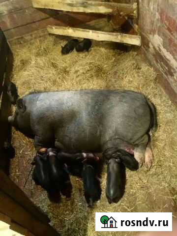 Вьетнамские вислобрюхие поросята Невьянск - изображение 1