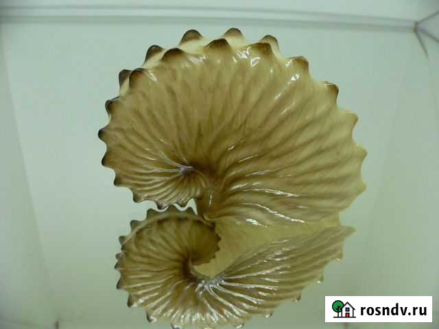 Морская раковина - Argonauta hians f. gondola BIG Владивосток - изображение 1