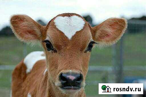 Телята Бурла - изображение 1