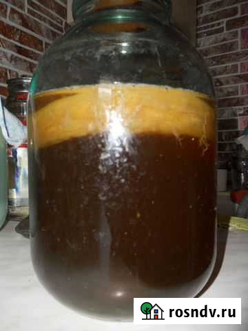 Чайный гриб Воронеж - изображение 1