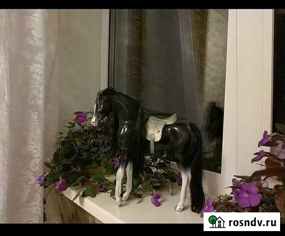 Лошадь черная Липецк - изображение 1