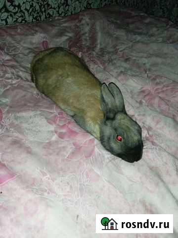 Кролик декаоративны. 8мес Астрахань - изображение 1
